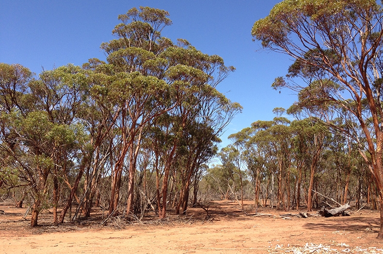 Restoring Native Vegetation For Malleefowl Habitat Greening Australia 