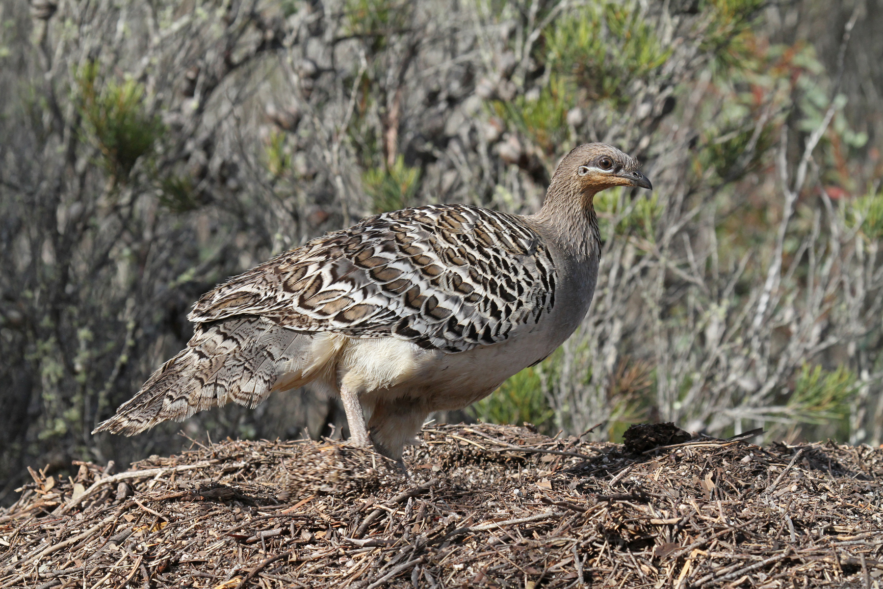 large-scale-habitat-restoration-for-malleefowl-in-the-yarra-yarra