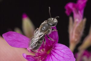 Lasioglossum (Chilalictus) lanarium, Halictine Bee