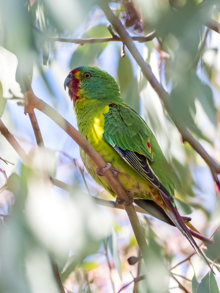 Tasmania Island Ark: meet the wildlife - Greening Australia - Greening ...