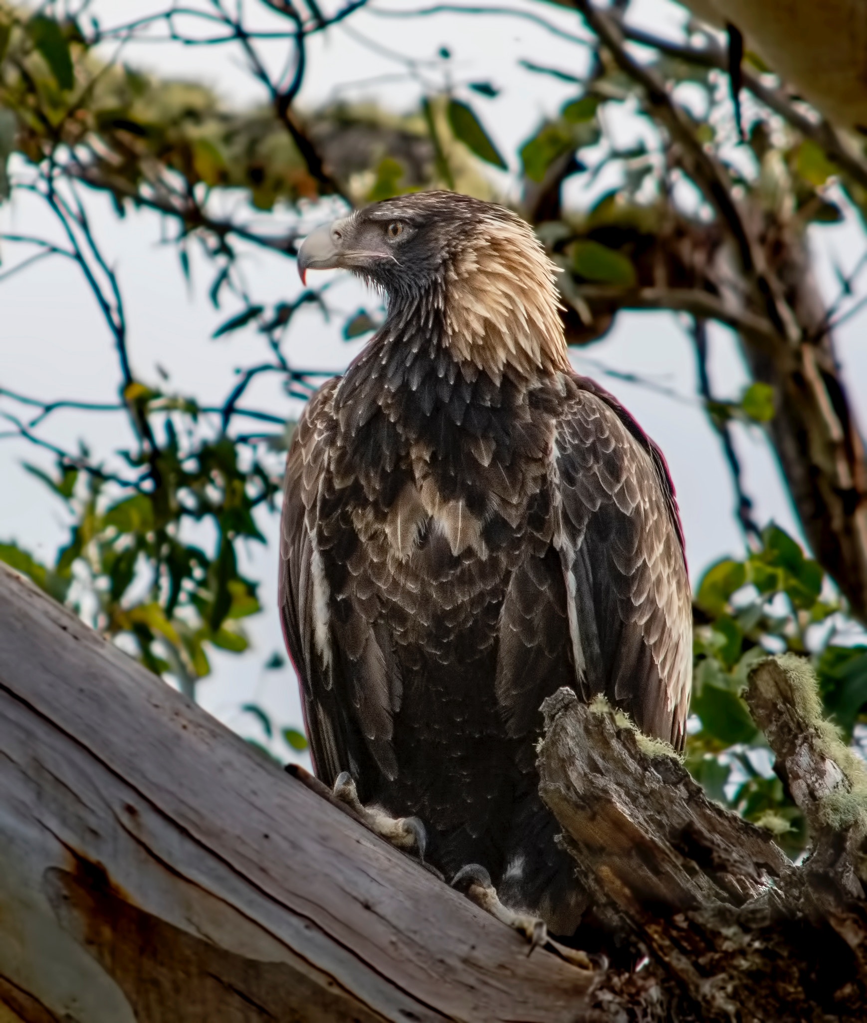 tasmania-island-ark-meet-the-wildlife-greening-australia-greening