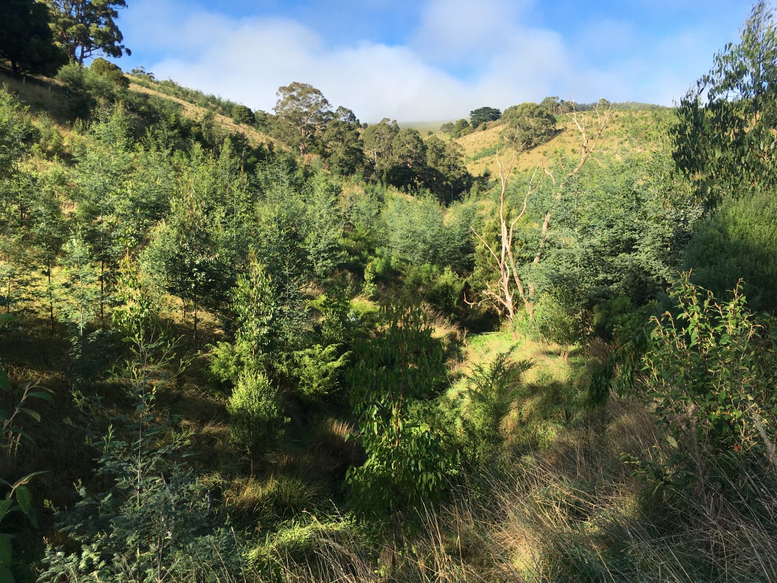 Five Years and 20 Million Trees - Greening Australia - Greening Australia