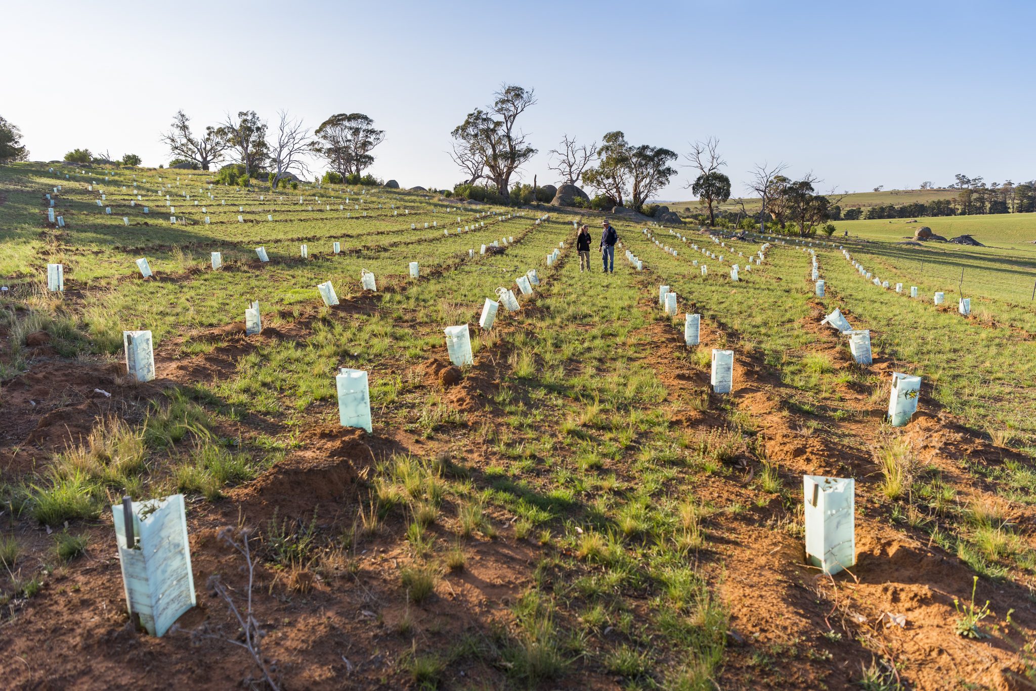 Greening Australia's Partnership With Officeworks Reaches Three Year ...