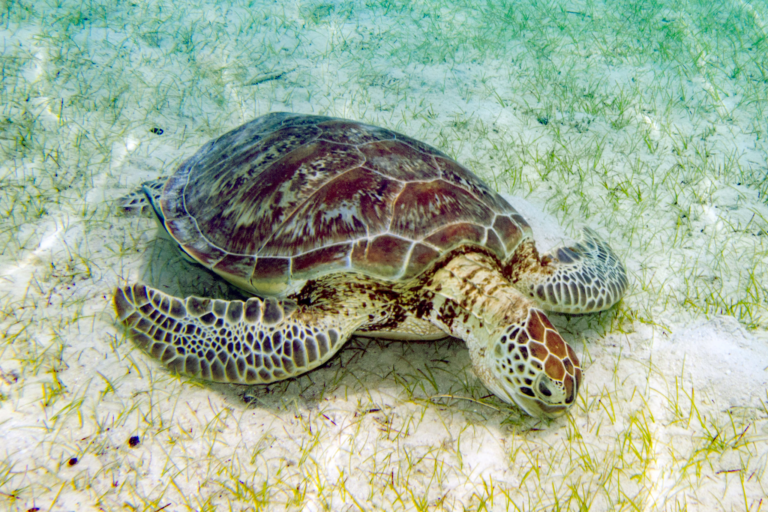 Turtle Species of the Great Barrier Reef - Greening Australia ...