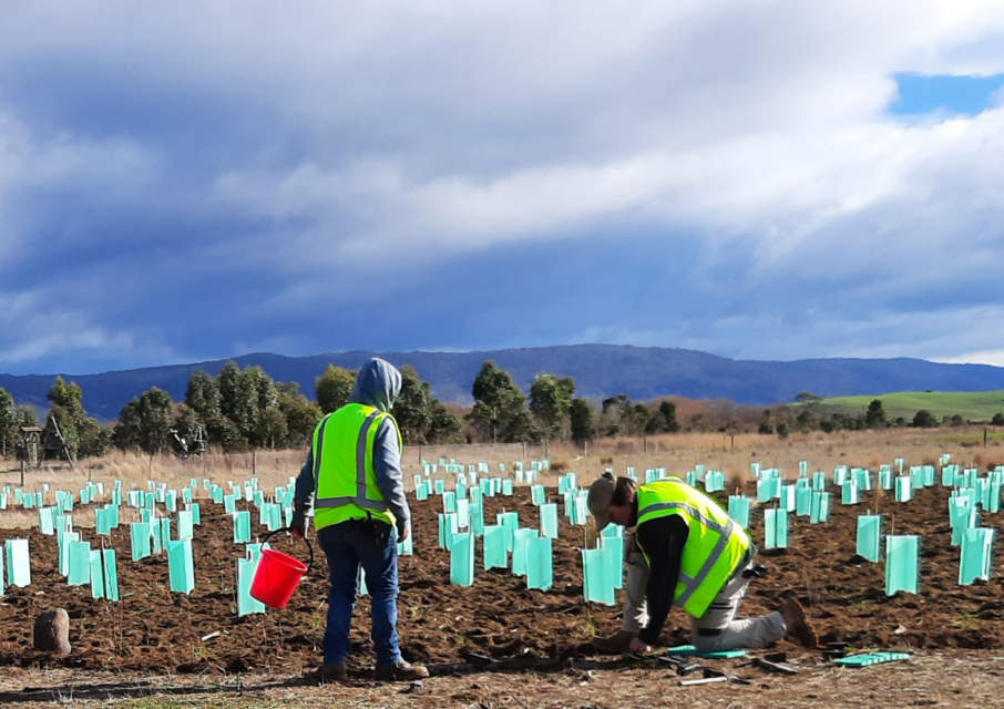 Two high school students in the distance and high-vis yellow vests, put a stake into a plant guard as part of the arboretum.