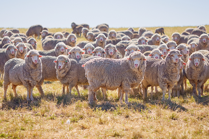 Livestock on a Greening Australia landholder’s property in Bookham, NSW.