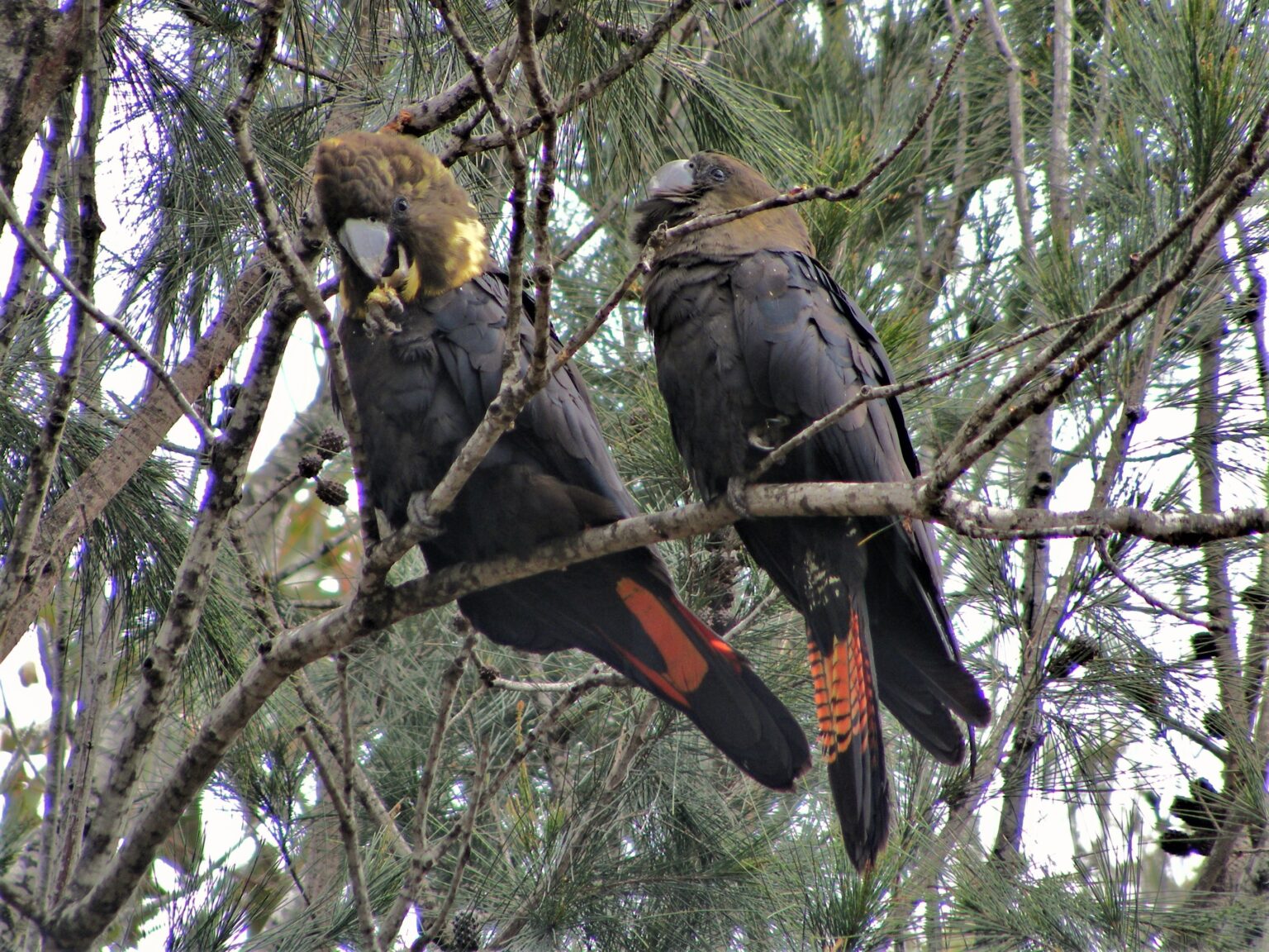 Saving our Species: Success for the Glossy Black-Cockatoo - Greening Australia - Greening Australia