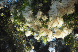 Looking up into the canopy of a melaleuca tree covered in white blossoms