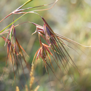 A close up of the distinctive seedheads of Kangaroo Grass.