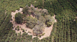 A remnant patch of older trees is surrounded by dense young revegetation.