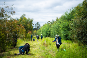 People are planting native understorey plants between two widely spaced rows of young revegetation.