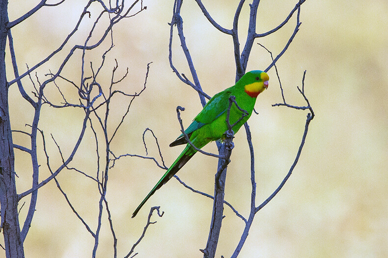 A Superb Parrot perched in a leafless tree.