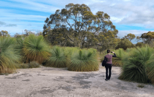 A person stands outside in a clearing, surrounded by giant grass trees.