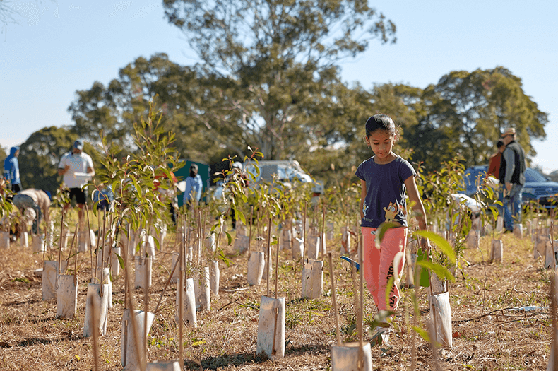 A girl at a planting day walks among young native trees that are protected by cardboard guards. She is carrying a watering can.