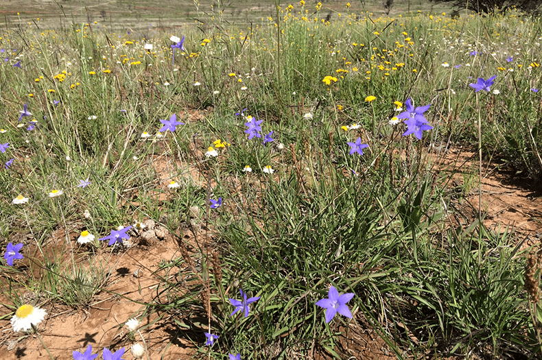 Native bluebells, common everlasting and everlasting daisies are flowering in a field.