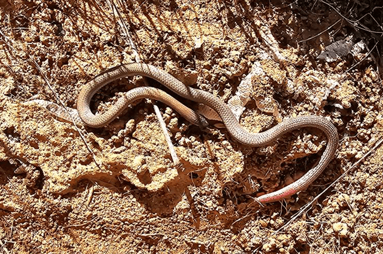 A Pink-tailed Worm-lizard is curled on the ground, its skin shed just visible lying underneath it.