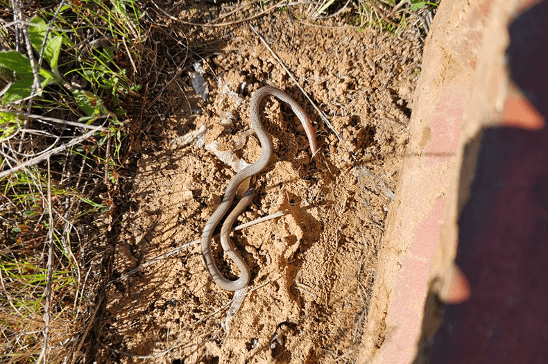 A Pink-tailed Worm Lizard is curled on the ground, in a spot which moments ago had been covered by a brick.