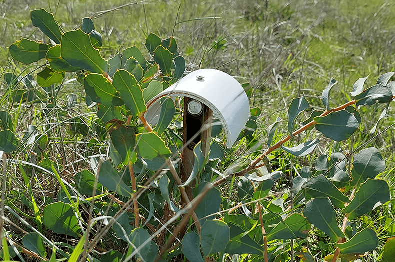 A close-up of the crown of a seedling, which has a temperature/humidity logger mounted within the foliage.