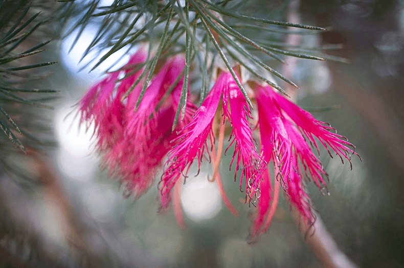 A close-up of a Calothamnus quadrifidus flower, which is bright pink.