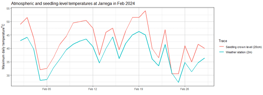 A graph shows the extreme heat at Jarrega in February 2024, with temperatures registering even higher at the seedling level (20cm above ground level) than at weather station level (2m above ground).