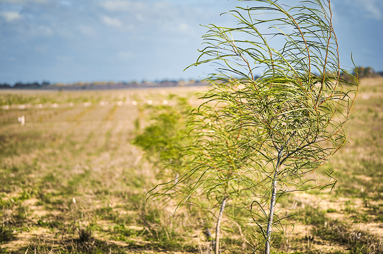 In a bright sunny field, a row of native plants, all with fine wavy foliage, can be seen disappearing into the distance. The leaves of the nearest plant are clearly blowing in a breeze.