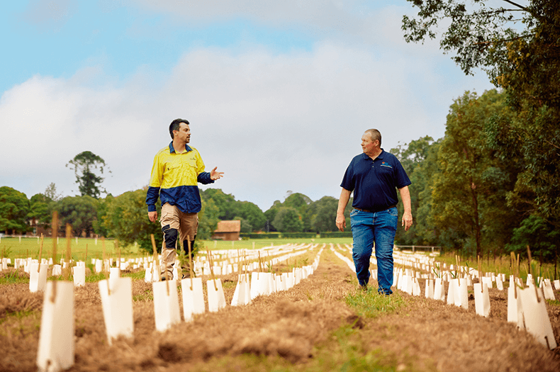 Two men walk towards the camera, between rows of guarded seedlings. Mature trees are visible in the background and to the right of shot.