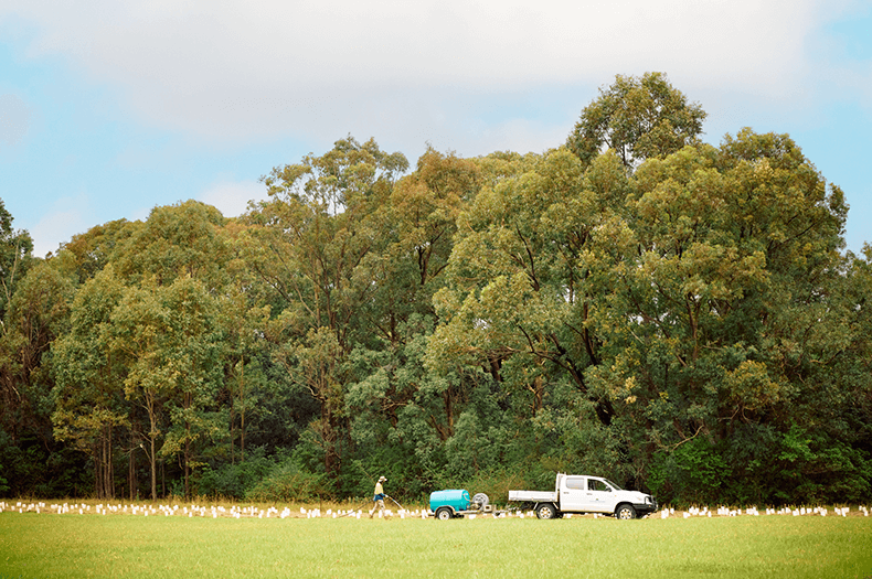 Mature native forest is visible in the background, in the foreground a line of planted and guarded seedlings being watered from a unit towed by a ute.